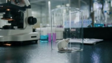 Beyaz fare arka ayakları üzerinde duruyor ve laboratuvar ortamında şeffaf cam kabın içindeki havayı kokluyor.