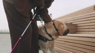 Yaşlı, görme engelli bir adamın elinde baston tutarken ve Labrador rehber köpeğinin ağızlığını çıkarırken çekilen pozu kaldır.