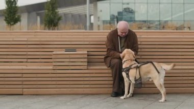 Görme engelli yaşlı bir adam ahşap bankta oturuyor, şehirde yürürken şirin Labrador rehber köpeğine koşum takımı takıyor.