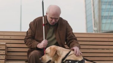 Yaşlı adamın, görme engelli bir şekilde sokağın ahşap bankında oturduğu, baston tuttuğu ve yanında Labrador rehber köpeğini okşadığı pozu.