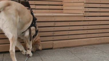 İyi eğitimli Labrador rehber köpeğinin yerden bastonu alıp görme engelli sahibine taşırken, kuyruğunu sallarken ve ödül alırken çekilen görüntüler.