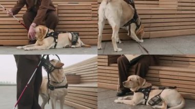 Ekranda, görme engelli yaşlı bir adamın şehir dışında gününü geçirmesini, hizmet köpeğini okşamasını ve eğitmesini, ahşap bankta Braille kitabı okumasını.