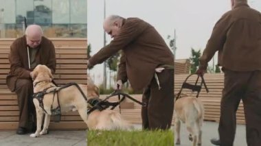 Ekranda görme engelli yaşlı bir adam var. Okşama, ödül verme ve şehir caddesinde rehber köpeğiyle yürüme.