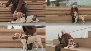 Caddedeki ahşap bankta oturan yaşlı kör adamın ekranını aç ve şehir dışında gününü geçirirken Labrador rehber köpeğini okşa.