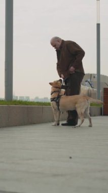 Yaşlı kör bir adamın şehir yolunda dikey çekimleri ve Labrador rehber köpeğini okşaması.