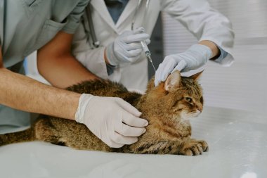 Veterinary professionals administering a vaccination for a calm tabby cat. Cat sitting patiently on examination table while receiving care from attentive veterinarians clipart