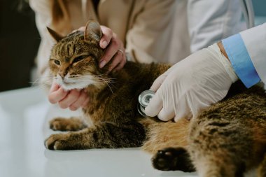 Klinikteki rutin kontroller sırasında kediyi steteskopla inceleyen veteriner kedilere sağlık ve refah sağlıyordu.