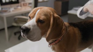 Kadın veteriner klinikte sağlık kontrolü yaparken sevimli bir köpeğin muayene masasında duruşu yakın çekim görüntüsü.