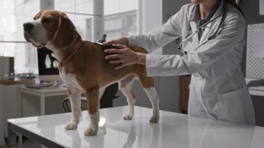 Beyaz önlüklü kadın veterinerin, klinikte muayene masasında duran tatlı av köpeğini nazikçe okşamasını yakından izleyin.