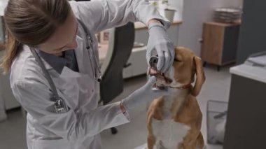 Eldivenli kadın veteriner. Köpek dişlerini ve dişetlerini inceliyor. Hayvan hastanesinde diş kontrolü sırasında gülümsüyor ve evcil hayvan sahibiyle konuşuyor.