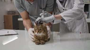 Klinikte muayene masasında uzanmış iki veterinerin ona aşı yaparken ve onu rahatlatırken...