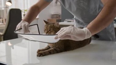 Klinikte muayene masasında duran kahverengi tekir kediyi yakından çekerken eldivenli veteriner de boynuna koruyucu koni takıyor.