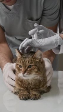 Klinikteki tıbbi prosedür sırasında veteriner şırıngayı enjekte ederken tekir kediyi nazikçe tutarken dikey yakın çekim.