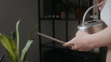 Ofisteki bilgisayarın yanında saksıda büyüyen tencereyi sulamak için metal teneke kutu kullanan tanınmayan bir kadının ellerini yakından izle.