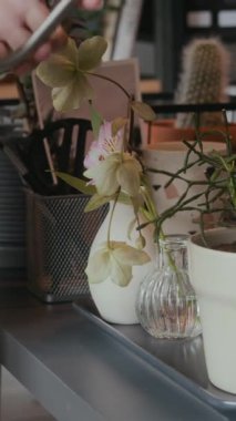 Masadaki saksılarda yetişen dekoratif bitkileri sulayan Asyalı genç ofis çalışanının dikey yakın çekimi.