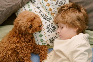 Beyaz bir çocuk yatakta tüylü kahverengi bir köpeğin yanında yatıyor. Genç bir çocukla evdeki ilk evcil hayvan arasındaki barışçıl etkileşimi gösteriyor. Kapalı mekanı kapatın.