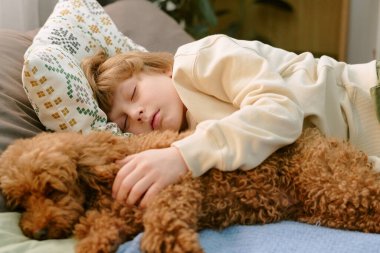 Beyaz bir çocuk, küçük kahverengi bir köpeğe sarılırken yatakta uyuyor. Evcil hayvan sahibiyle evdeki ilk evcil hayvan arasında nazik bir bağ olduğunu gösteriyor. Huzurlu bir arkadaşlık ve güven anı.