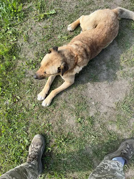 Κάτοψη Σκύλου Ξαπλωμένο Στο Έδαφος Δίπλα Στρατιώτη Που Φοράει Στρατιωτική Εικόνα Αρχείου