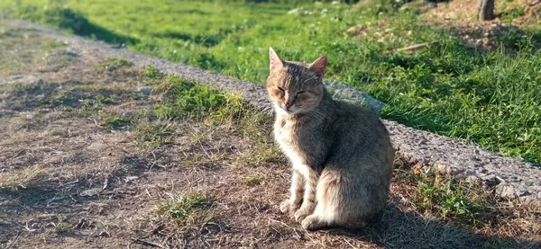 昼間の緑の草の近くに地面に座っている目を閉じた美しい毛皮の猫 ロイヤリティフリーのストック画像