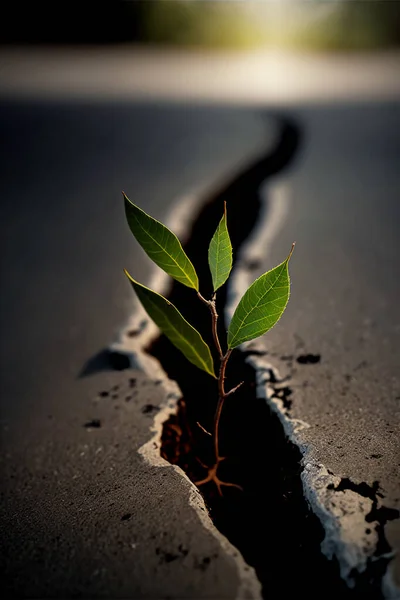 Close-up of a plant growing out of a crack in an asphalt road with copy space.