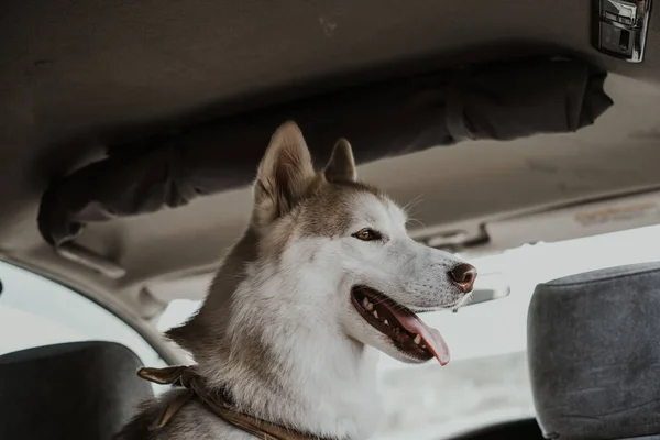 可爱的西伯利亚哈士奇犬表现出舌头 美丽的西伯利亚哈士奇犬伸出舌头 有趣的西伯利亚哈士奇狗在车里做鬼脸 — 图库照片