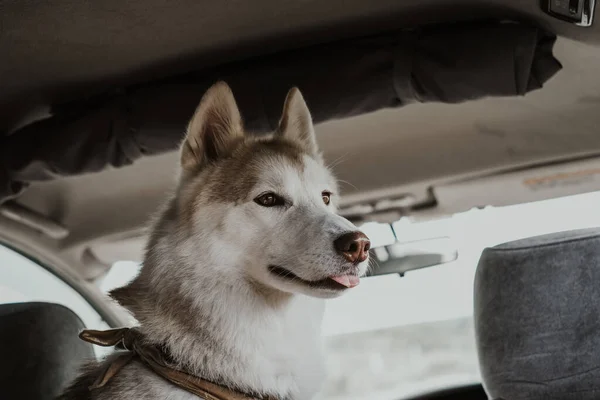 可爱的西伯利亚哈士奇犬表现出舌头 美丽的西伯利亚哈士奇犬伸出舌头 有趣的西伯利亚哈士奇狗在车里做鬼脸 — 图库照片