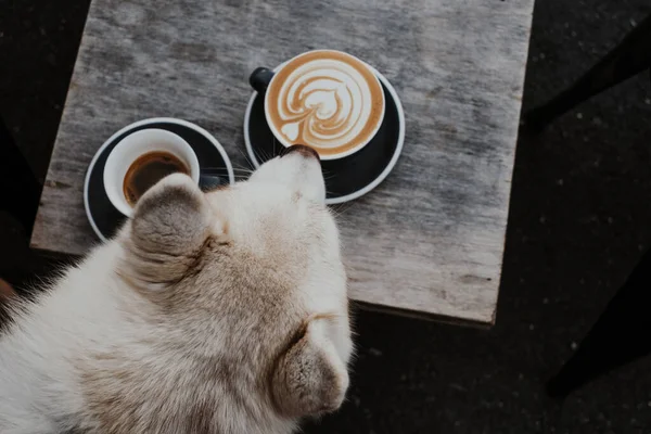 Siberian husky dog sniffing coffee cups standing on wooden table. Cute Siberian Husky dog enjoying morning coffee routine with its owner.