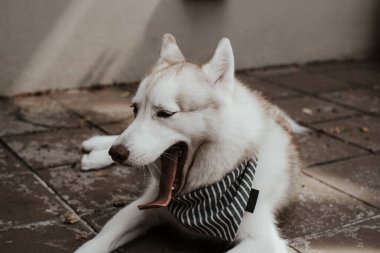 Güzel Sibirya Husky köpeği esniyor. Sibirya köpeğinin arka bahçede dinlenirken çekilmiş sinematik görüntüleri..