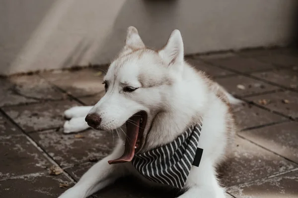 Schöner Sibirischer Husky Hund Gähnt Filmaufnahmen Eines Niedlichen Sibirischen Huskyhundes — Stockfoto