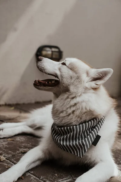 Schöne Sibirische Husky Hündin Mit Grauem Bandana Accessoire Auf Fliesenboden — Stockfoto