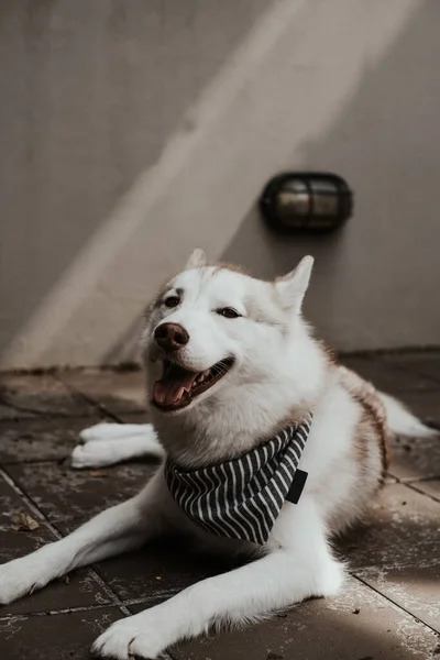 美丽的西伯利亚哈士奇犬 灰色斑纹配件躺在瓷砖地板上 一个可爱的西伯利亚哈士奇犬在后院休息的电影形象 — 图库照片