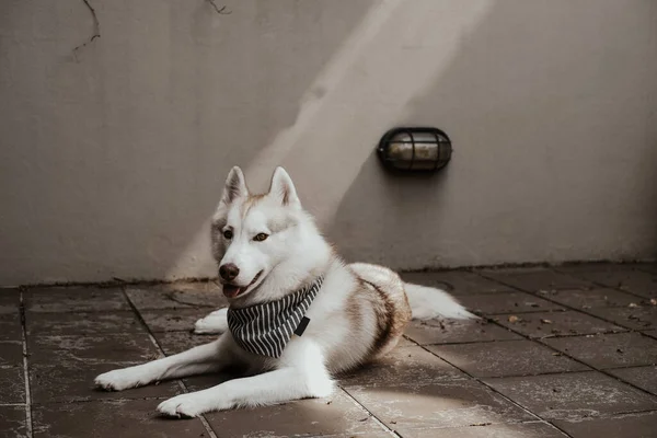 美丽的西伯利亚哈士奇犬 灰色斑纹配件躺在瓷砖地板上 一个可爱的西伯利亚哈士奇犬在后院休息的电影形象 — 图库照片