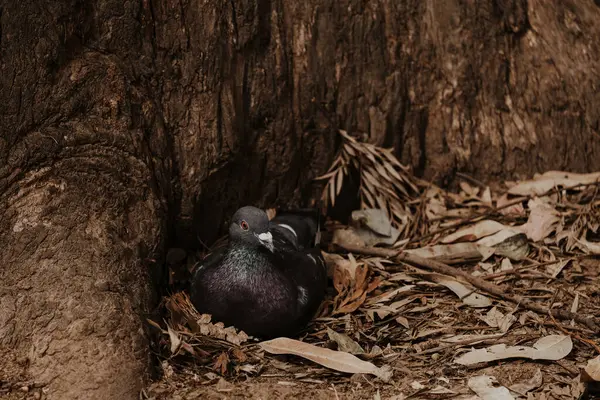 Beautiful pigeon in the nest near tree and fallen leaves. Domestic pigeon or city dove on brown background.