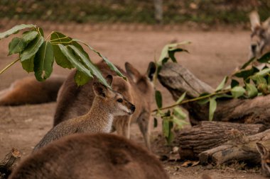 Seçici odaklı kırmızı boyunlu valabi kangurular etraftayken başka tarafa bakıyor. Lone Pine Koala Sığınağı, Avustralya 'da yaşayan güzel kangurular ve valabiler..