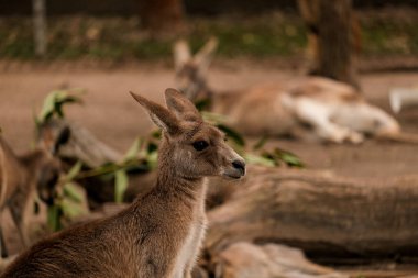 Sığınak alanının ortasında duran gri kangurunun güzel bir görüntüsü. Lone Pine Koala Sığınağı, Avustralya 'da yaşayan güzel kangurular ve valabiler..