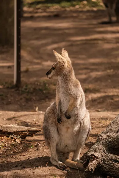 Beautiful red-necked wallaby looking away standing on ground covered in sunlight. Beautiful kangaroos and wallabies living their lives in Lone Pine Koala Sanctuary, Australia.