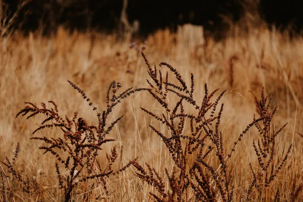 Field of wild grass in brown color, Nature background of wild flowers.