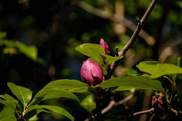 Beautiful pink magnolia flower on a tree with lush green leaves. Pink magnolia flowers, magnolia in bloom. Large pink flowers, close-up magnolia petals, copy space. Lush green foliage. Springtime.