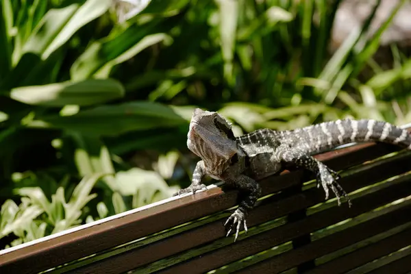 Australian water dragon reptile lizard sitting on a bench with lush greenery in the background. Australian reptile. Big lizard. Water dragon. Intellagama lesueurii. Wildlife theme. Native animal.