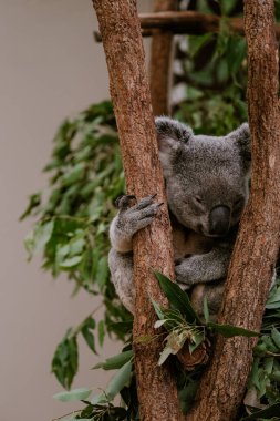 Koala ağaçta uyuyor. Sevimli koala. Avustralya 'ya özgü bitkisel otobur keseli. Tatlı uykucu hayvan. Okaliptüs yiyici.