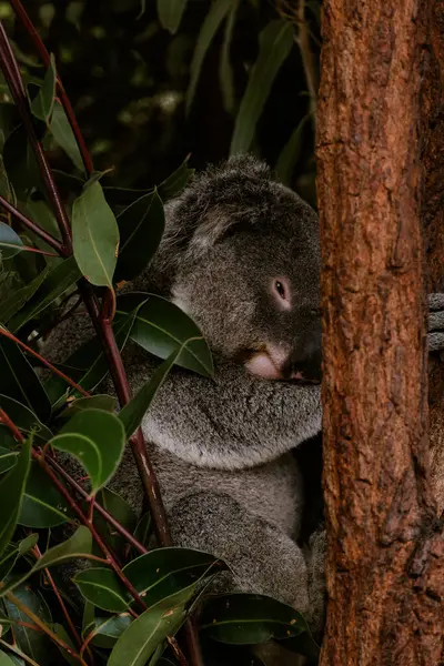 Cute koala resting on tree with eucalyptus leaves. Adorable koala. Arboreal herbivorous marsupial native to Australia. Cute sleepy animal. Eucalyptus eater.
