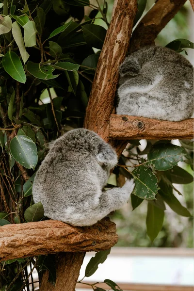 Two cute koalas sitting on a tree. Adorable koala. Arboreal herbivorous marsupial native to Australia. Cute sleepy animal. Eucalyptus eater.