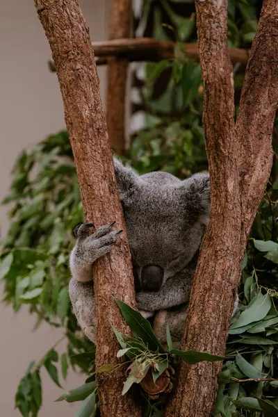 Koala sleeping on a tree. Adorable koala. Arboreal herbivorous marsupial native to Australia. Cute sleepy animal. Eucalyptus eater.