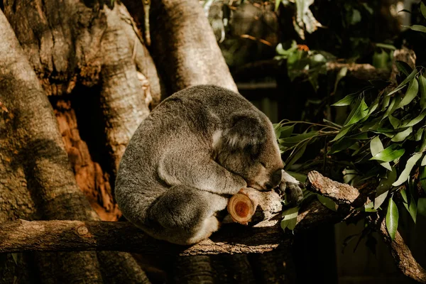 Koala sleeping on a tree in sunset light. Adorable koala. Arboreal herbivorous marsupial native to Australia. Cute sleepy animal. Eucalyptus eater.