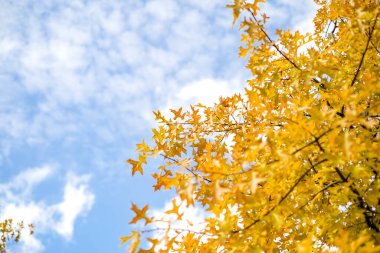 Sarı yapraklı sonbahar meşe ağacı manzaraya bakıyor. Parlak bir gün. Meşe ağacı yaprakları. Sonbahar renkleri. Olumlu. Gün ışığı. Doğa ilham verici bir arka plan.