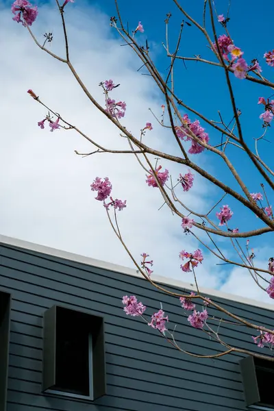Tree with pink flowers near modern building facade with windows. Bright day with blue sky and tree with pink flowers near modern building. Suburb street.