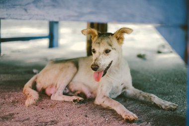 Balinese stray female dog laying on sand under the wooden deck clipart