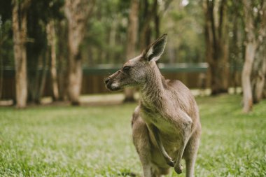 Adorable grey kangaroo standing on green grass among eucalyptus trees