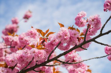 Beautiful cherry blossoms in pink color on a branch clipart