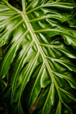 Çizgileri olan büyük yeşil bir yaprağın yakın çekimi. Doğal arka plan. Bitki dokusu.